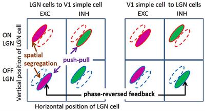 Toward a Biologically Plausible Model of LGN-V1 Pathways Based on Efficient Coding